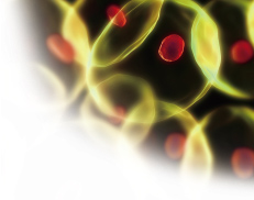 細胞密度が高い