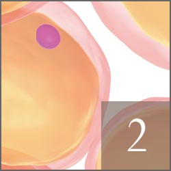 “脂肪”に特化したサービス内容